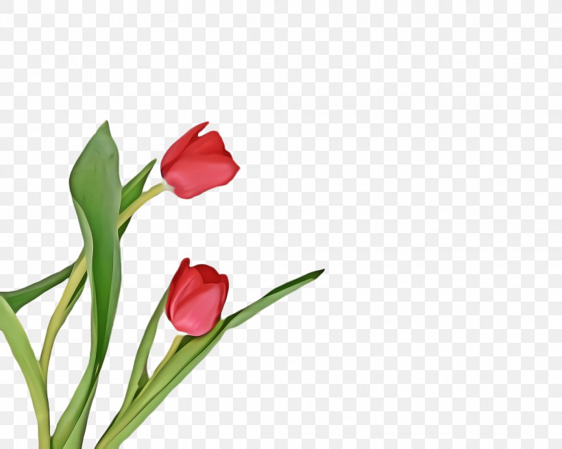 Flowers Background, PNG, 2236x1788px, Tulip, Blossom, Botany, Bud, Cut Flowers Download Free