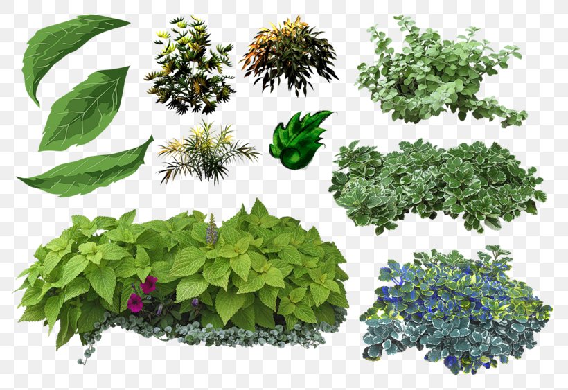 Leaf Herbs & Flowers: Plant, Grow, Eat Shrub On Landscape Architecture, PNG, 800x563px, Leaf, Cut Flowers, Flower, Flowerpot, Grass Download Free