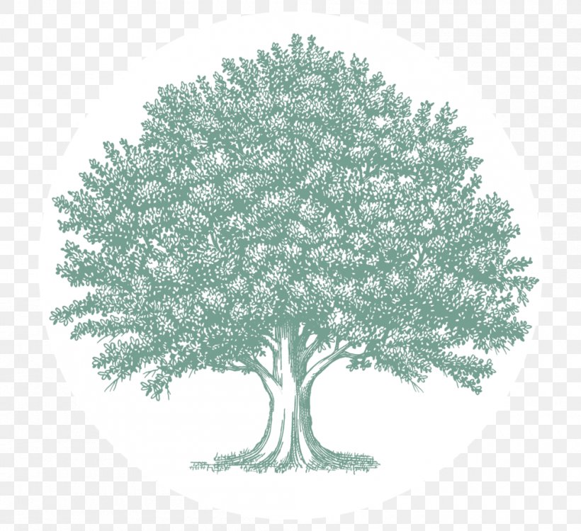 Oak Tree Drawing Clip Art, PNG, 1000x915px, Oak, Angel Oak, Black And White, Branch, Drawing Download Free