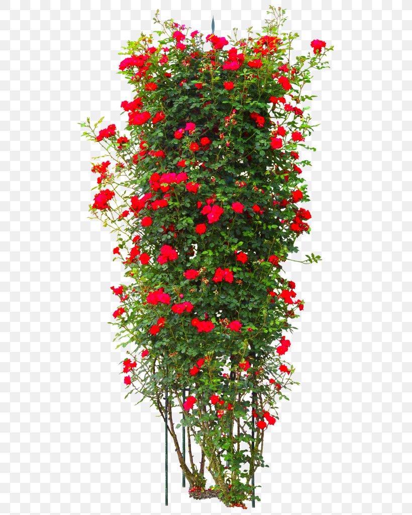 Rose Tree Shrub, PNG, 536x1024px, Rose, Aquifoliaceae, Aquifoliales, Branch, Christmas Download Free