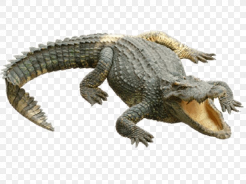 Crocodiles Alligators Clip Art, PNG, 850x637px, Crocodile, Alligator, Alligators, American Alligator, Caiman Download Free