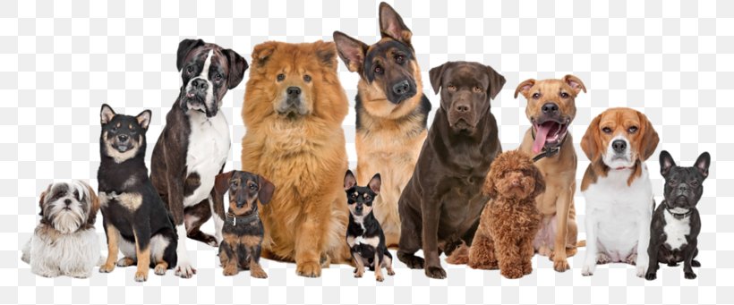 Great Dane Cat Pet Fence Dog Training, PNG, 800x341px, Great Dane, Carnivoran, Carnivore, Cat, Coat Download Free