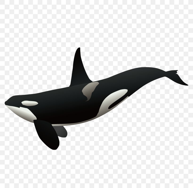 Killer Whale Clip Art, PNG, 800x800px, Killer Whale, Cetacea, Dolphin, Free Content, Mammal Download Free
