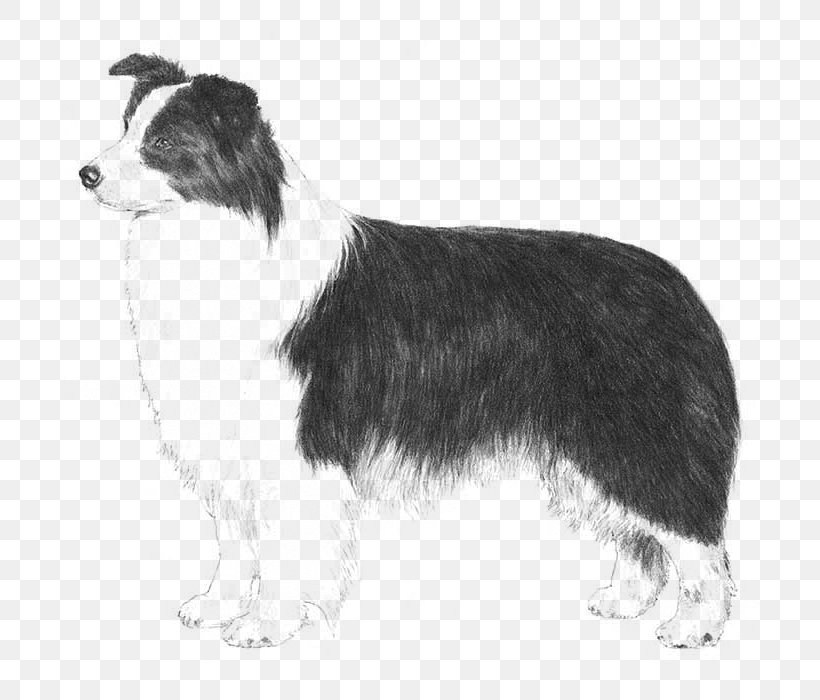 Rough Collie Border Collie Australian Shepherd Beagle Smooth Collie, PNG, 700x700px, Rough Collie, American Kennel Club, Anatolian Shepherd, Australian Shepherd, Beagle Download Free
