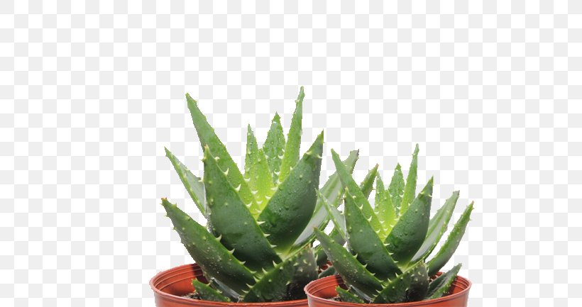 Aloe Vera Aloe Ferox Aloe Polyphylla Aloe Maculata Leaf, PNG, 650x433px, Aloe Vera, Aloe, Aloe Ferox, Aloe Maculata, Aloe Polyphylla Download Free