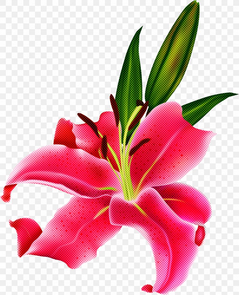 Flower Lily Petal Plant Pink, PNG, 2380x2935px, Flower, Leaf, Lily, Petal, Pink Download Free