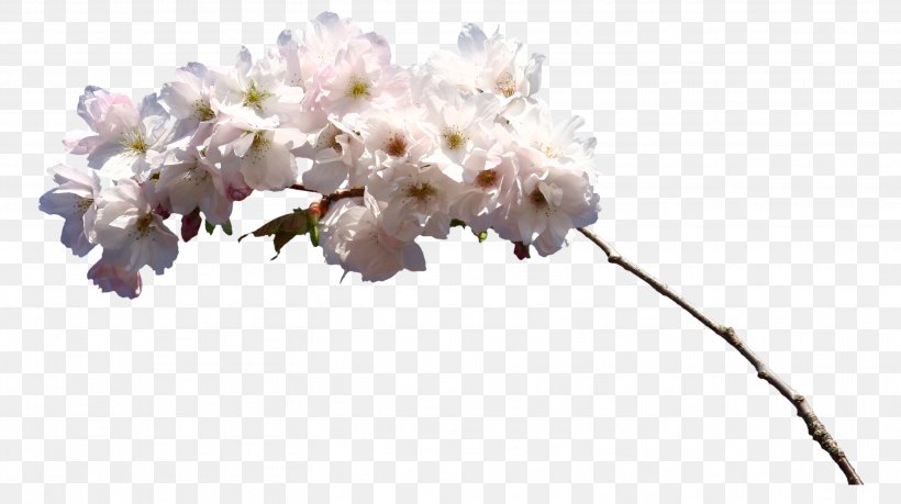 Flower White Clip Art, PNG, 2927x1640px, Flower, Blossom, Branch, Cherry Blossom, Floral Design Download Free