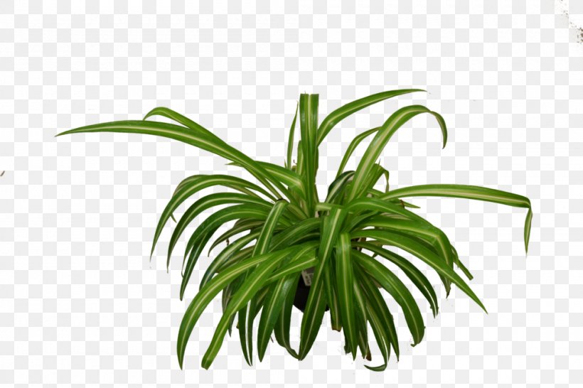 Houseplant Chlorophytum Comosum NASA Clean Air Study Luster Leaf, PNG, 1000x667px, Houseplant, Arecales, Chlorophytum Comosum, Flower, Flowering Plant Download Free