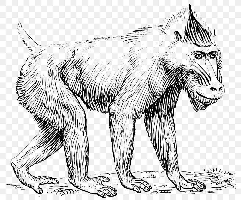 Mandrill Baboons Primate Cercopithecidae Clip Art, PNG, 800x679px, Mandrill, Animal Figure, Artwork, Baboons, Black And White Download Free