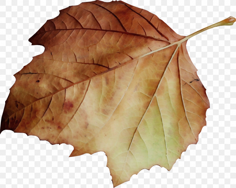 Maple Leaf, PNG, 1600x1276px, Watercolor, Autumn, Beech, Black Maple, Deciduous Download Free