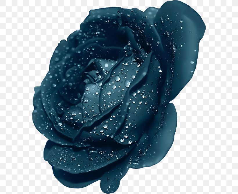 Purple Blue Rose Desktop Wallpaper Clip Art, PNG, 600x667px, Purple, Aqua, Blue, Blue Rose, Flower Download Free