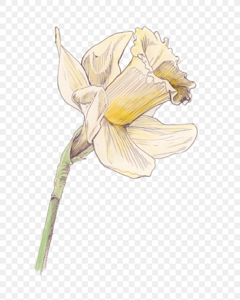 Flowering Plant Cut Flowers Drawing, PNG, 745x1024px, Flower, Costume, Costume Design, Cut Flowers, Daffodil Download Free