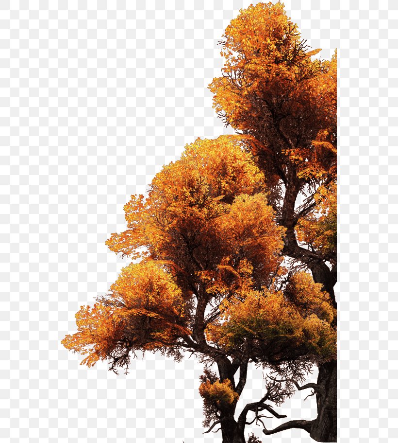 Maple Tree, PNG, 569x911px, Maple, Autumn, Branch, Deciduous, Fir Download Free