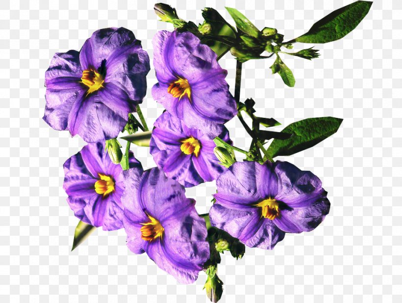 Shrub Tree Purple Image Trunk, PNG, 956x720px, Shrub, Bellflower, Bonsai, Branch, Color Download Free