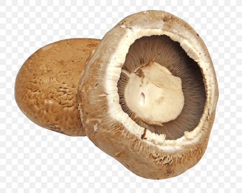 Common Mushroom Edible Mushroom Lingzhi Mushroom Fungus, PNG, 1280x1025px, Common Mushroom, Agaricaceae, Agaricomycetes, Agaricus, Chaga Mushroom Download Free