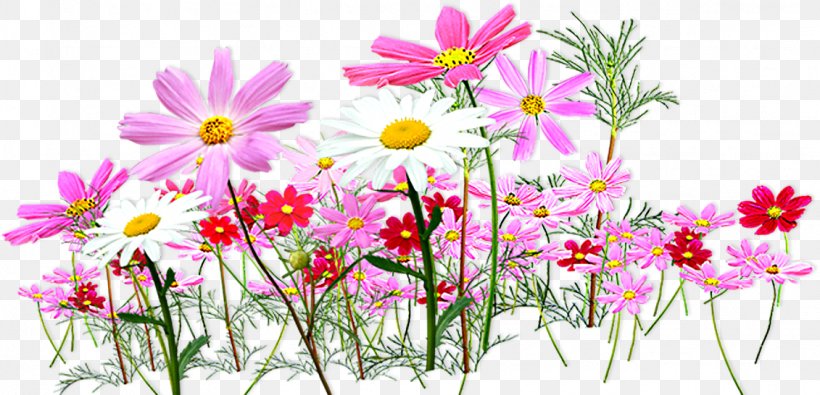 Flower Clip Art, PNG, 1131x546px, Flower, Annual Plant, Blossom, Cosmos, Daisy Download Free