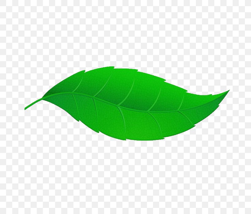 Leaf, PNG, 700x700px, Leaf, Green, Plant Download Free