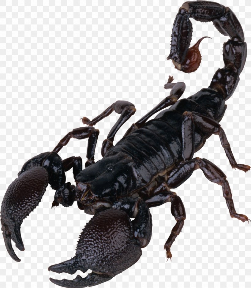 Scorpion Download, PNG, 871x1000px, Scorpion, Arizona Bark Scorpion, Arthropod, Clipping Path, Image Resolution Download Free