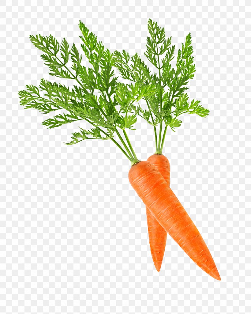 Baby Carrot Clip Art, PNG, 1400x1750px, Carrot, Baby Carrot, Flowerpot, Food, Fruit Download Free