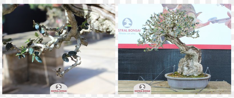 Tree - Bonsai Pruning Tree Olive Technique PNG