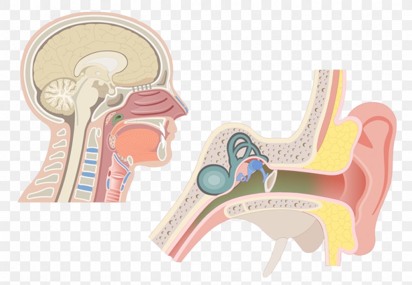 Pharynx Larynx Anatomy Adenoid Eustachian Tube, PNG, 1024x709px, Watercolor, Cartoon, Flower, Frame, Heart Download Free
