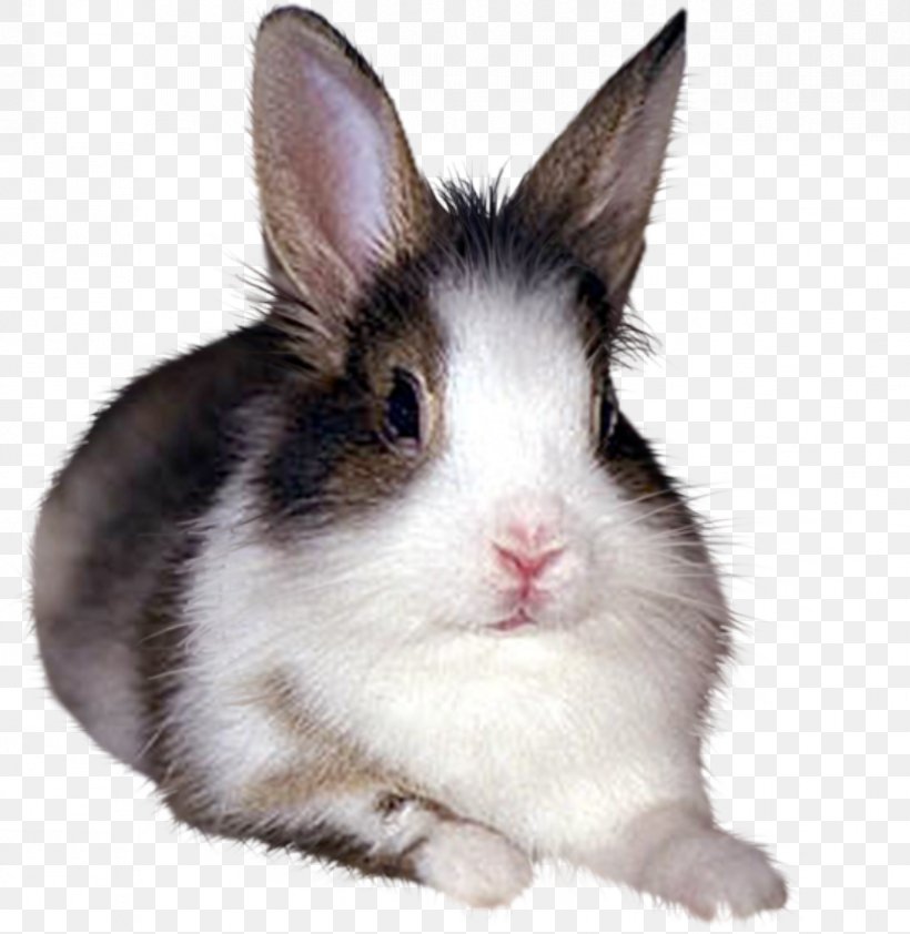 Domestic Rabbit European Rabbit White Rabbit, PNG, 828x851px, Domestic Rabbit, Animal, Black And White, European Rabbit, Fauna Download Free