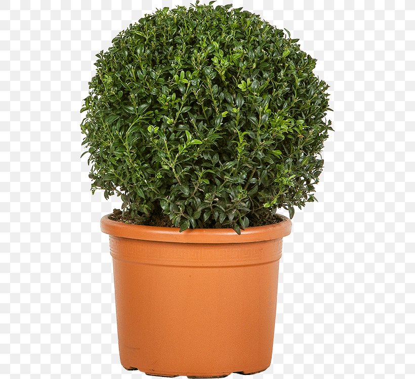Flowerpot Herb Shrub Evergreen Houseplant, PNG, 504x750px, Flowerpot, Evergreen, Grass, Herb, Houseplant Download Free