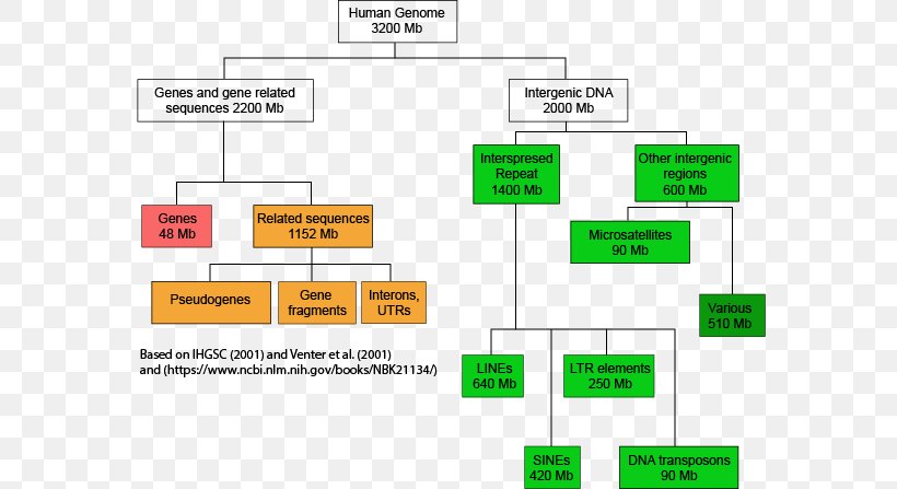 Human Genome Project DNA Genomics, PNG, 580x447px, Human Genome Project, Area, Biology, Brand, Cell Download Free