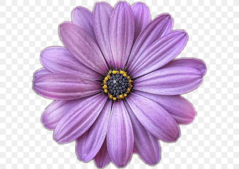 Lavender, PNG, 603x578px, African Daisy, Annual Plant, Aster, Barberton Daisy, Daisy Family Download Free