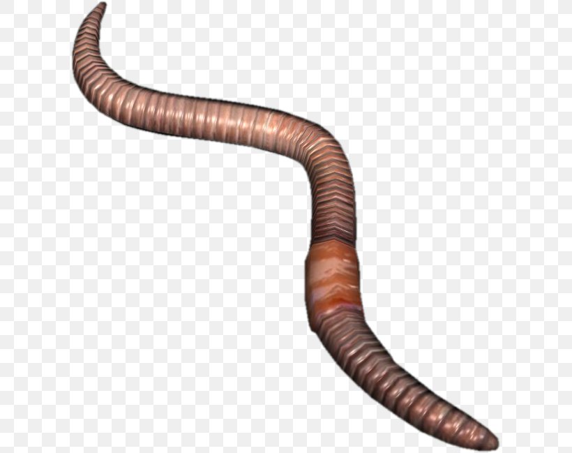 Earthworm DayZ Ventral Nerve Cord, PNG, 617x649px, Worm, Dayz, Earthworm, European Nightcrawler, Fishing Download Free