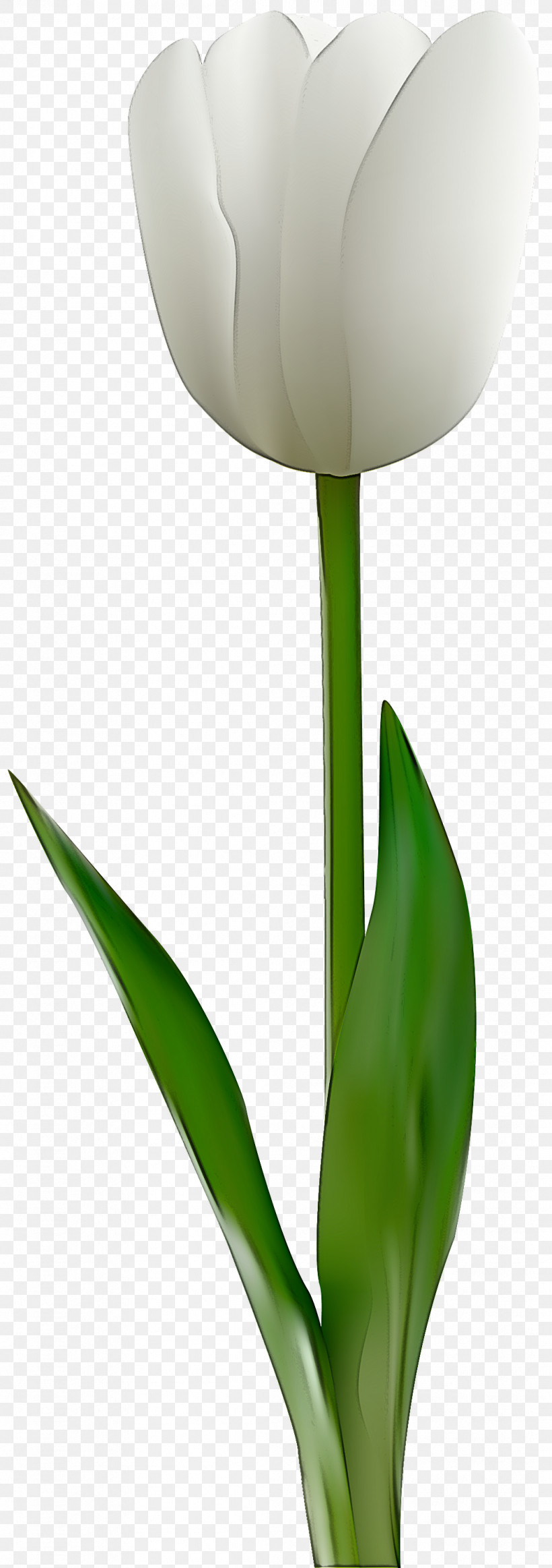 Flower Green Tulip Plant Leaf, PNG, 1058x3000px, Flower, Green, Leaf, Lily Family, Petal Download Free