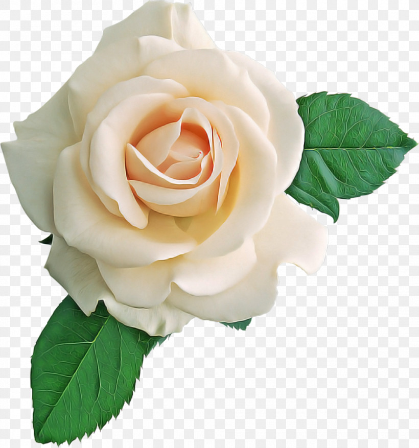 Garden Roses, PNG, 962x1030px, Garden Roses, Artificial Flower, Cabbage Rose, China Rose, Cut Flowers Download Free