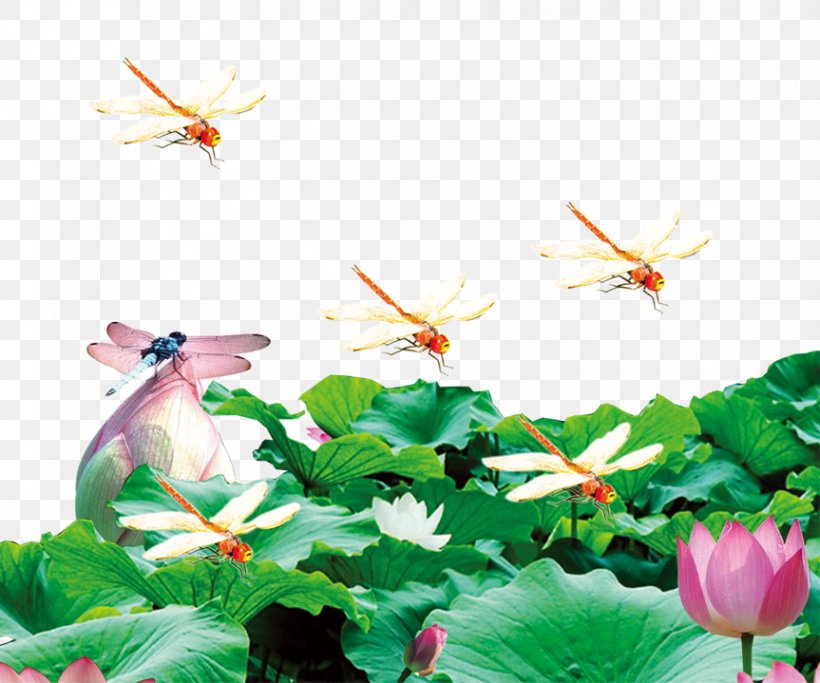 Nelumbo Nucifera Pond Aquatic Plant, PNG, 863x719px, Nelumbo Nucifera, Aquatic Plant, Ecosystem, Eye, Fish Download Free