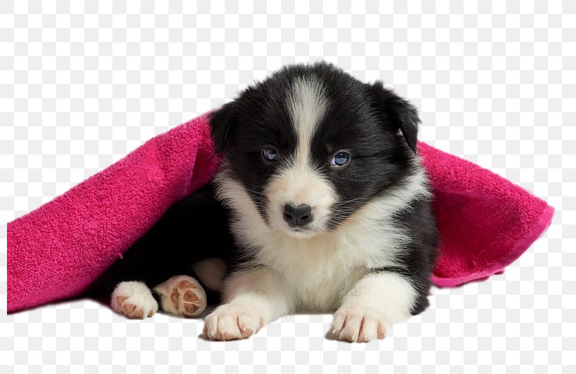 Puppy Rough Collie Rottweiler Border Collie Morkie, PNG, 800x533px, Puppy, Australian Shepherd, Border Collie, Carnivoran, Companion Dog Download Free