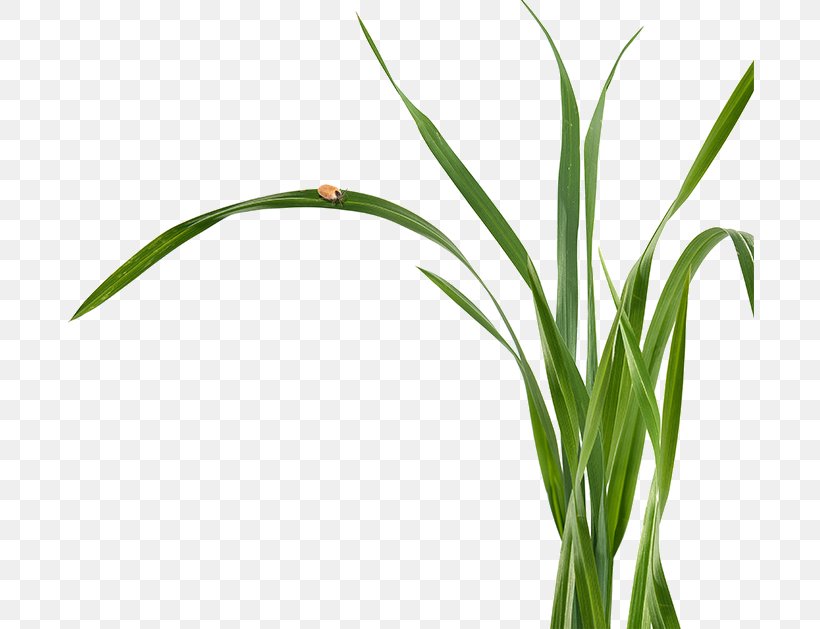 Sweet Grass Plant Stem Leaf Commodity Flower, PNG, 688x629px, Sweet Grass, Commodity, Crop, Flower, Grass Download Free