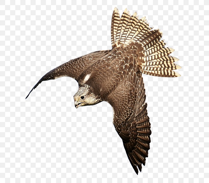 Bird Of Prey Falconry Hawk, PNG, 706x720px, Bird, Accipitriformes, Animal, Beak, Bird Control Download Free