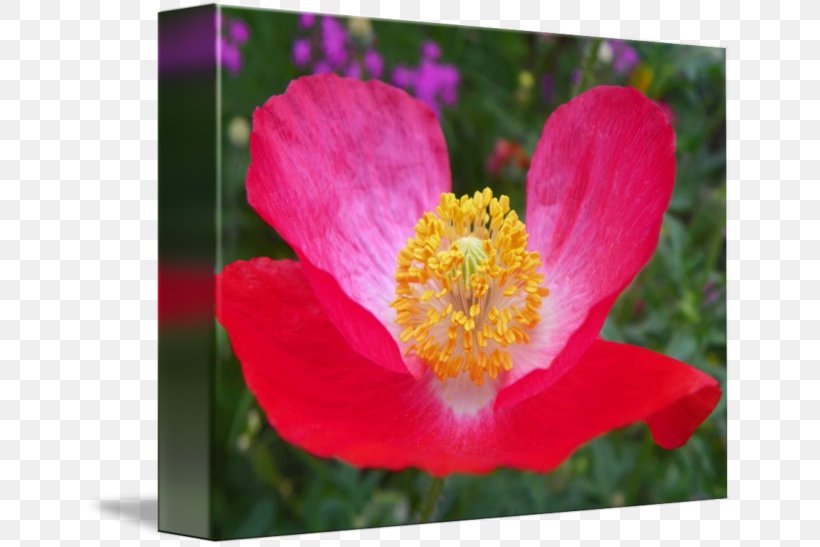 Flowering Plant Rosaceae Petal Peony, PNG, 650x547px, Flower, Annual Plant, Closeup, Flowering Plant, Peony Download Free
