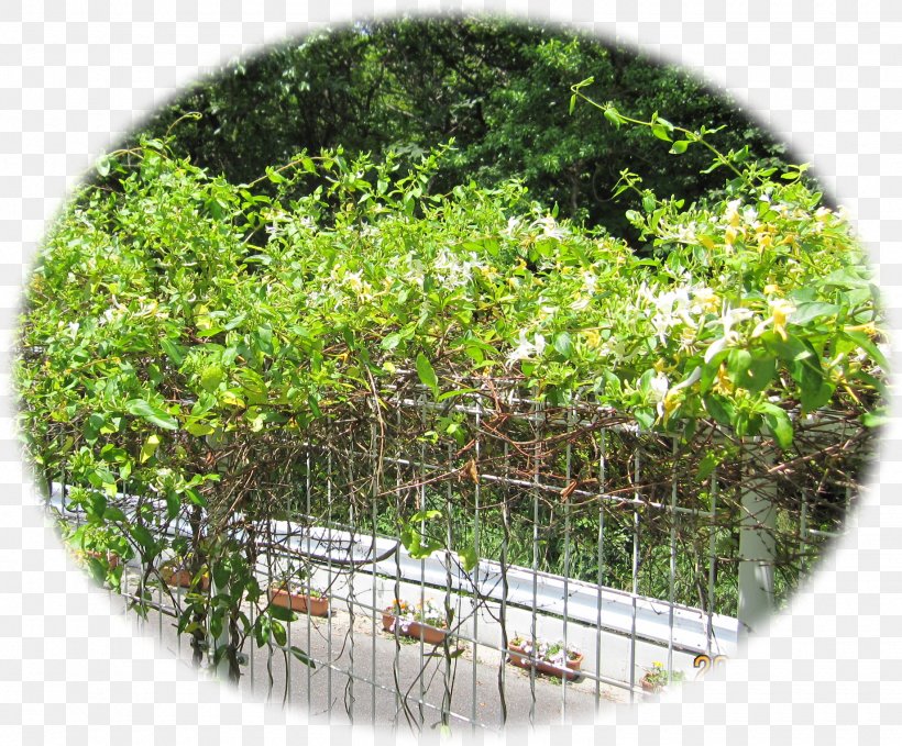 Japanese Honeysuckle Nectar Vine Shrub Tree, PNG, 1840x1524px, Japanese Honeysuckle, Binomial Nomenclature, English, Evergreen, Family Download Free