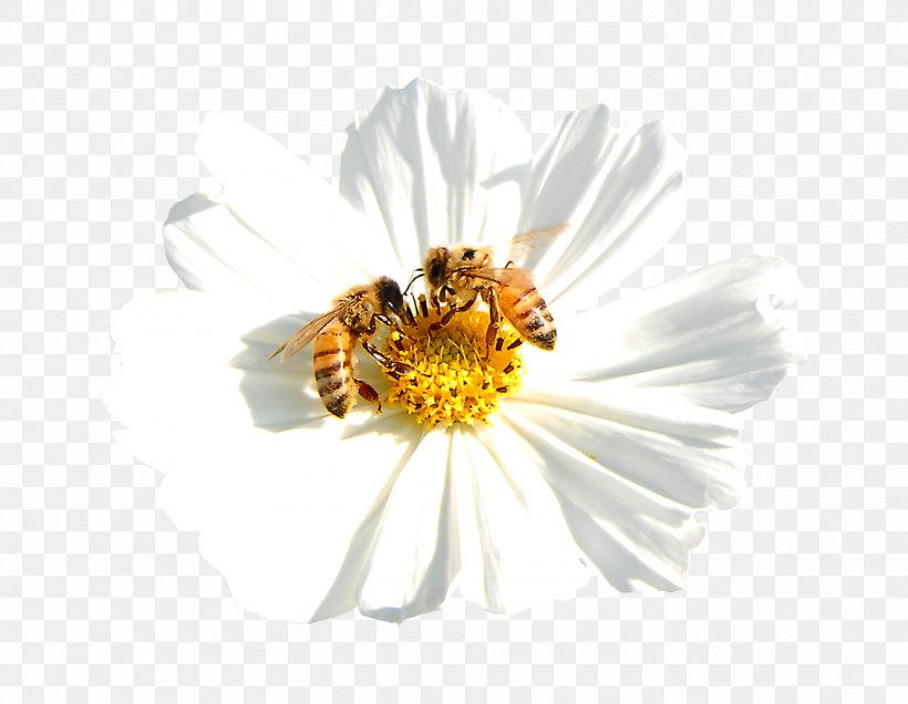 Light Bee Nectar Visible Spectrum, PNG, 1309x1016px, Light, Arthropod, Bee, Cut Flowers, Daisy Download Free