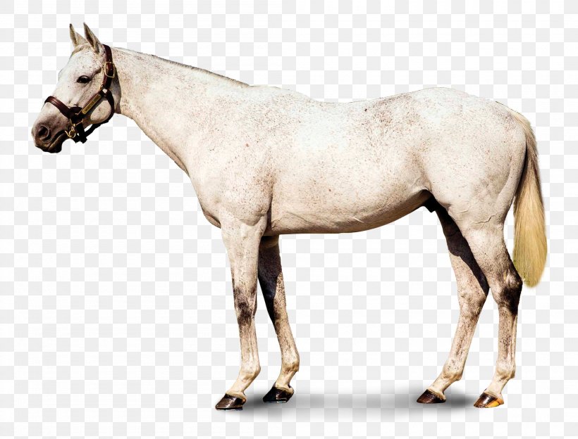 Mane Mustang Stallion Mare Colt, PNG, 2100x1600px, Mane, Bridle, Colt, Halter, Horse Download Free