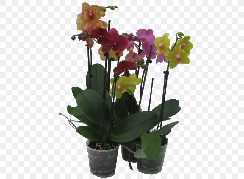 Moth Orchids Dendrobium Houseplant Cattleya Orchids, PNG, 600x600px, Moth Orchids, Artificial Flower, Cattleya, Cattleya Orchids, Cut Flowers Download Free