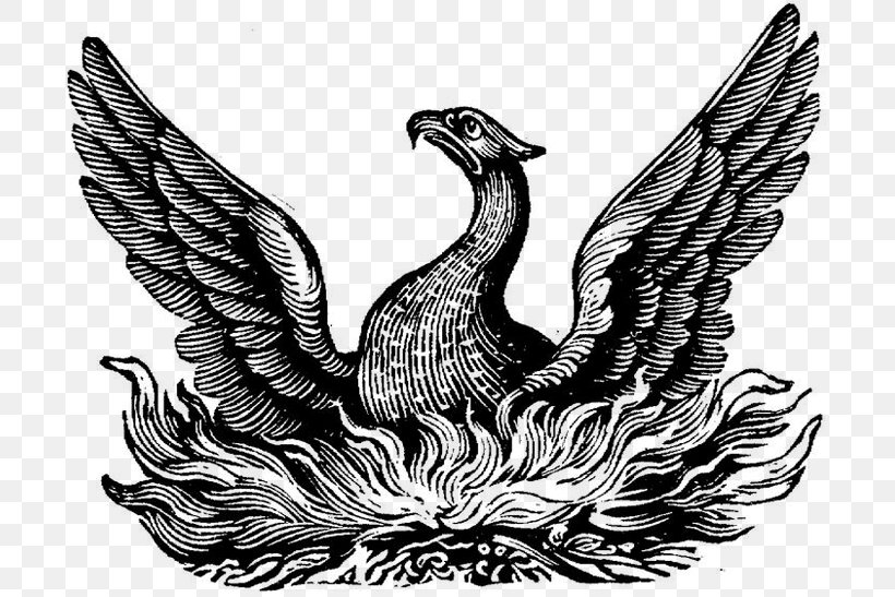 Phoenix Symbol Definition Word Meaning, PNG, 700x547px, Phoenix, Alchemical Symbol, Art, Beak, Bird Download Free