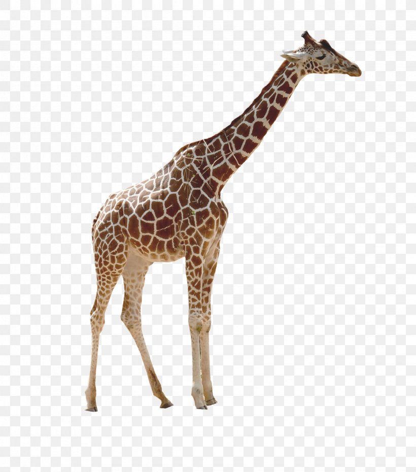 Stock.xchng Image Northern Giraffe Desktop Wallpaper, PNG, 2452x2781px, Northern Giraffe, Animal Figure, Drawing, Fawn, Giraffe Download Free