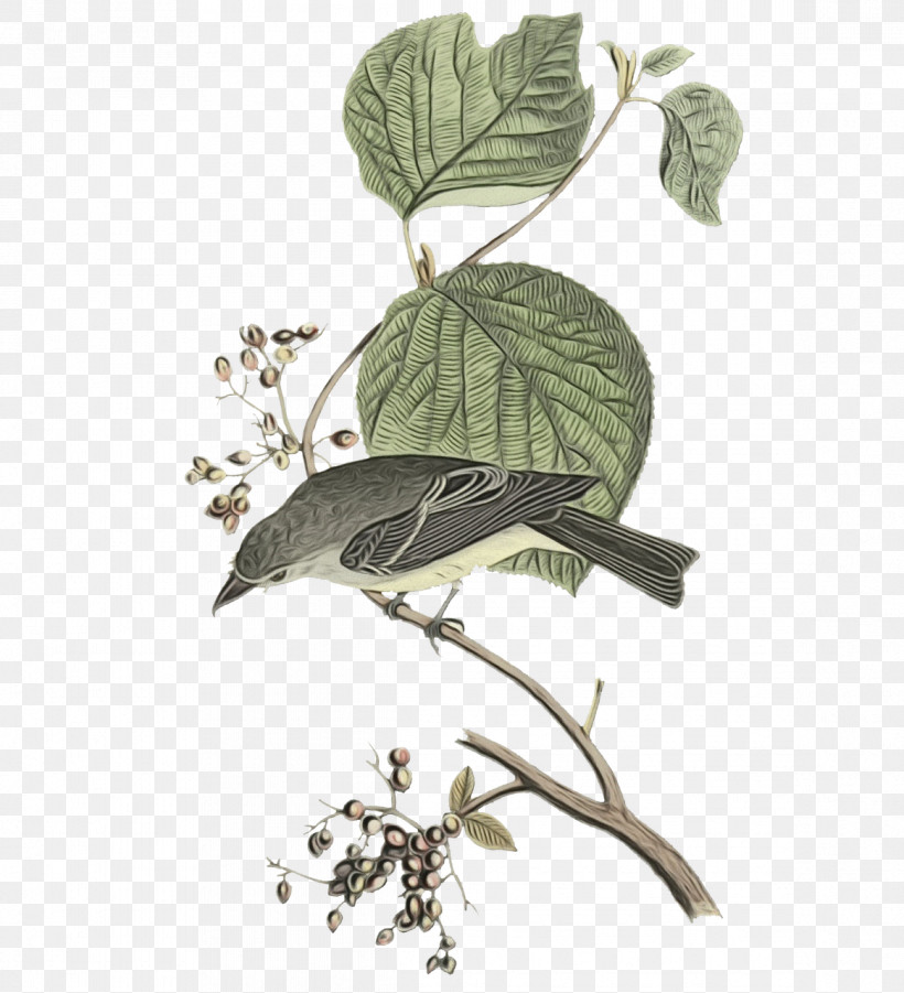 Twig Flora Leaf Herb Beak, PNG, 1164x1280px, Watercolor, Beak, Biology, Flora, Herb Download Free