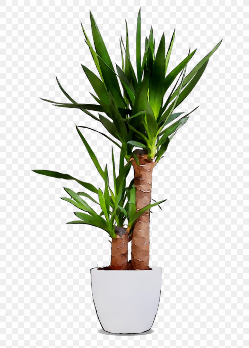 Dracaena Fragrans Nearly Natural Houseplant Plant Stem Plants, PNG, 1089x1524px, Dracaena Fragrans, Arecales, Botany, Dracaena, Dragon Tree Download Free