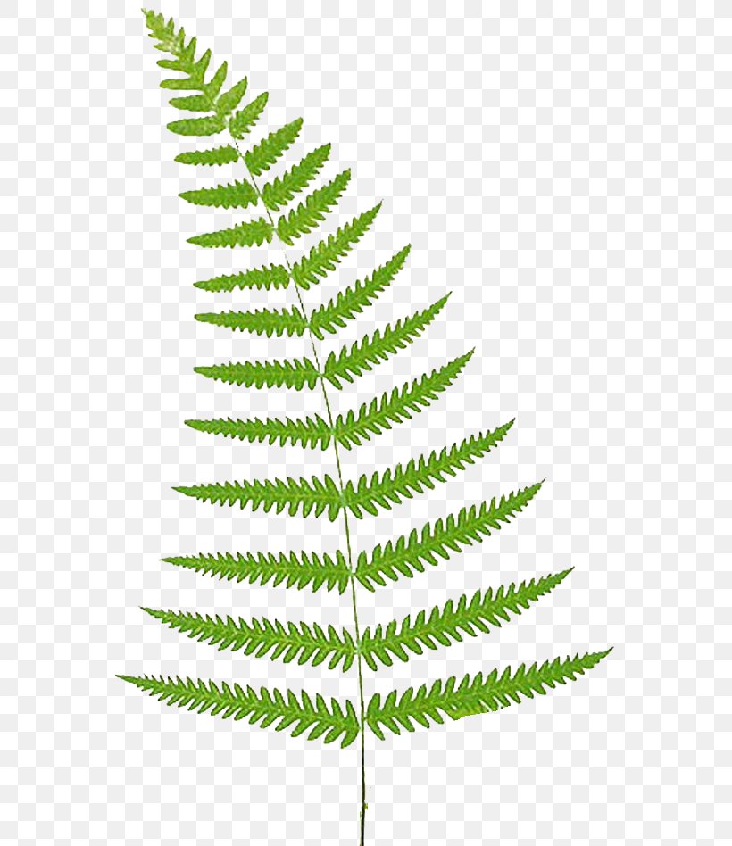 Fern Leaf Frond Clip Art, PNG, 575x948px, Fern, Botany, Cyathea, Document, Ferns And Horsetails Download Free