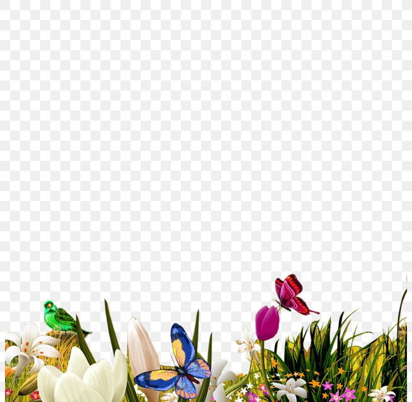Flower Herbaceous Plant Tulip, PNG, 800x800px, Flower, Cdr, Dwg, Flora, Floral Design Download Free
