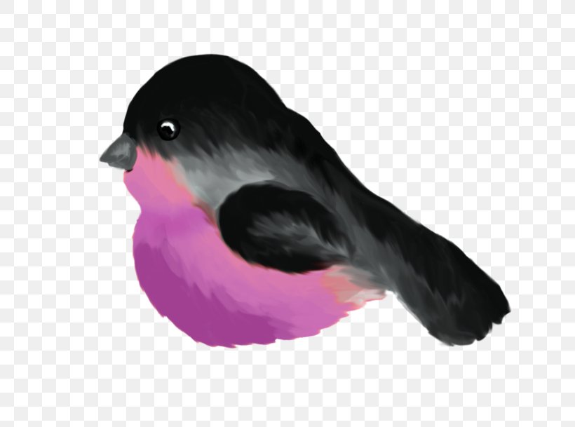 Bird Beak Animal Clip Art, PNG, 699x609px, Bird, Advertising, American Sparrows, Animal, Babesletza Download Free