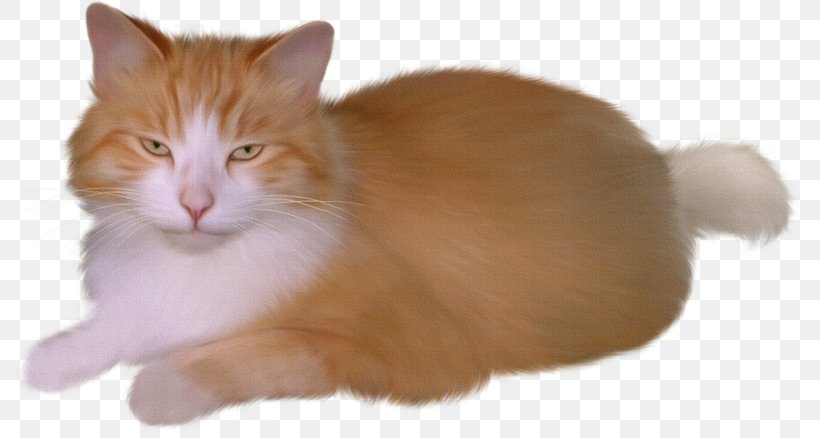 Cat Kitten Image Felidae, PNG, 800x438px, 2018, Cat, Aegean Cat, Animal, Carnivoran Download Free