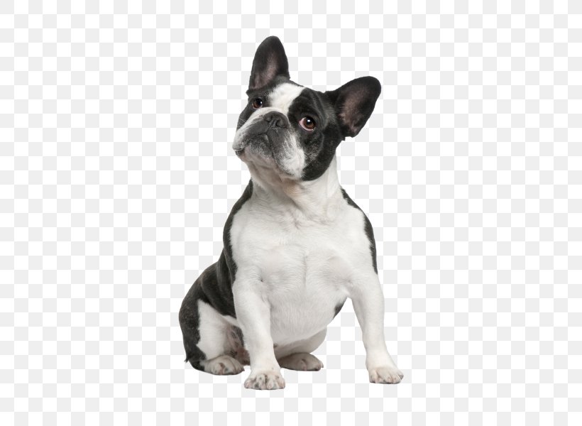 French Bulldog Boston Terrier American Bulldog American Staffordshire Terrier, PNG, 600x600px, French Bulldog, American Bulldog, American Staffordshire Terrier, Boston Terrier, Breed Download Free